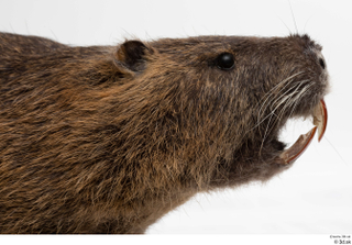 Nutria head 0005.jpg